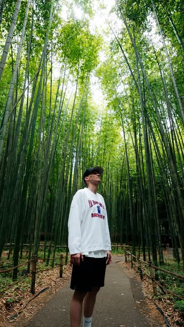 A bamboo grove shot from below